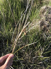 Juncus procerus