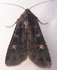 Actebia fennica