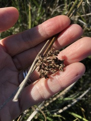 Juncus procerus