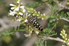 Placosternus difficilis