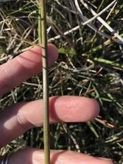 Juncus procerus