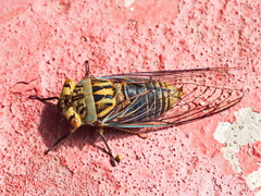 Macrotristria godingi