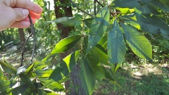 Carya pallida