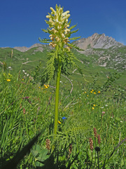 Pedicularis foliosa