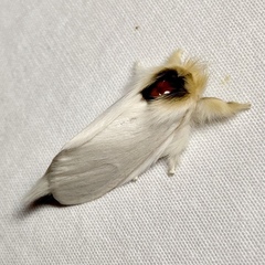 Trichiocercus mesomelas