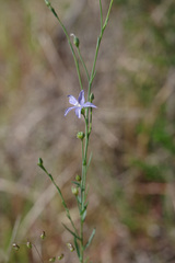 Linum marginale