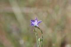 Linum marginale