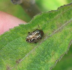 Zygogramma piceicollis