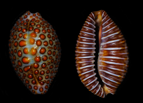 Jenner's cowry