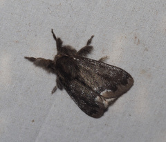 Urocoma marginalis