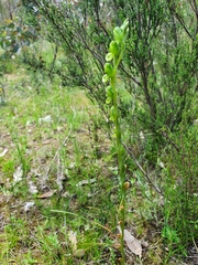 Pterostylis bicolor