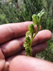 Pterostylis bicolor