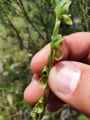 Pterostylis bicolor