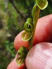Pterostylis bicolor