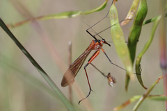Bittacidae