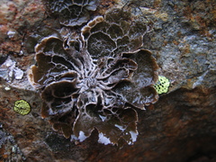 Umbilicaria decussata
