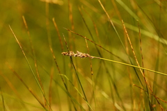 Carex cusickii