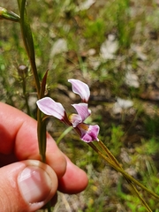 Diuris dendrobioides