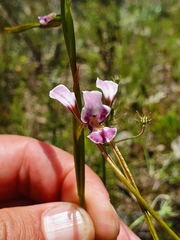 Diuris dendrobioides