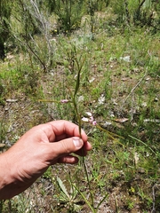Diuris dendrobioides
