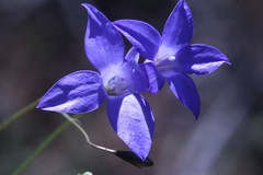 Wahlenbergia graniticola