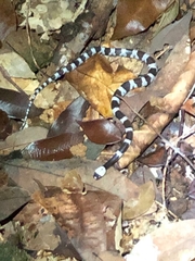 Lycodon futsingensis