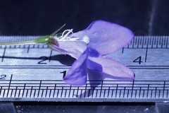 Wahlenbergia graniticola