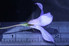 Wahlenbergia graniticola