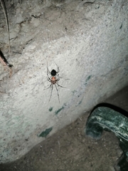 Latrodectus