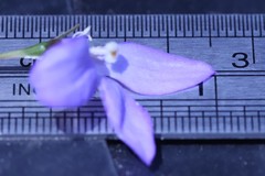 Wahlenbergia graniticola