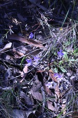 Wahlenbergia graniticola