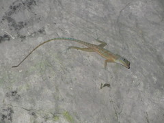 Anolis bartschi