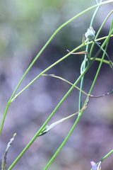Wahlenbergia graniticola