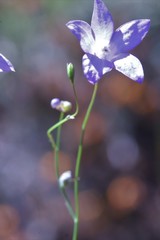 Wahlenbergia graniticola