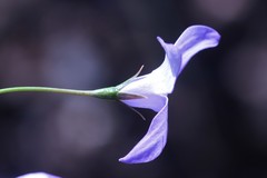 Wahlenbergia graniticola
