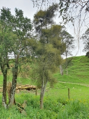 Pittosporum obcordatum