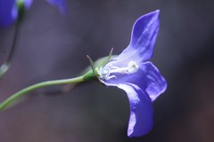 Wahlenbergia graniticola