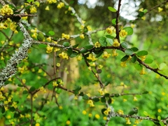Pittosporum obcordatum