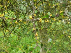 Pittosporum obcordatum