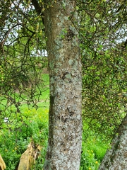 Pittosporum obcordatum