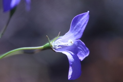 Wahlenbergia graniticola