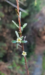 Pittosporum anomalum