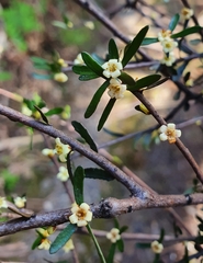 Pittosporum anomalum