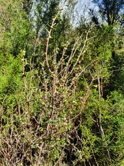 Pittosporum anomalum