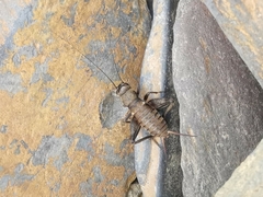 Teleogryllus occipitalis