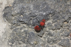 Dasymutilla erythrina