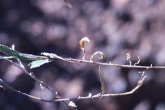 Wahlenbergia graniticola