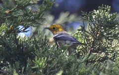 Setophaga townsendi × occidentalis