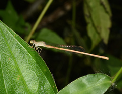 Ceriagrion olivaceum
