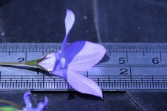Wahlenbergia graniticola